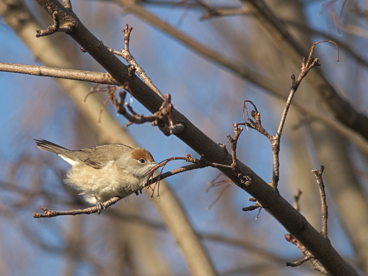 livebirdspoland_e5ab4061dc9ab55d399c4575efb19965.jpg