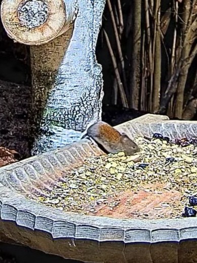 livebirdspoland_383d085ff360b326f2cab22aab58b562.jpg