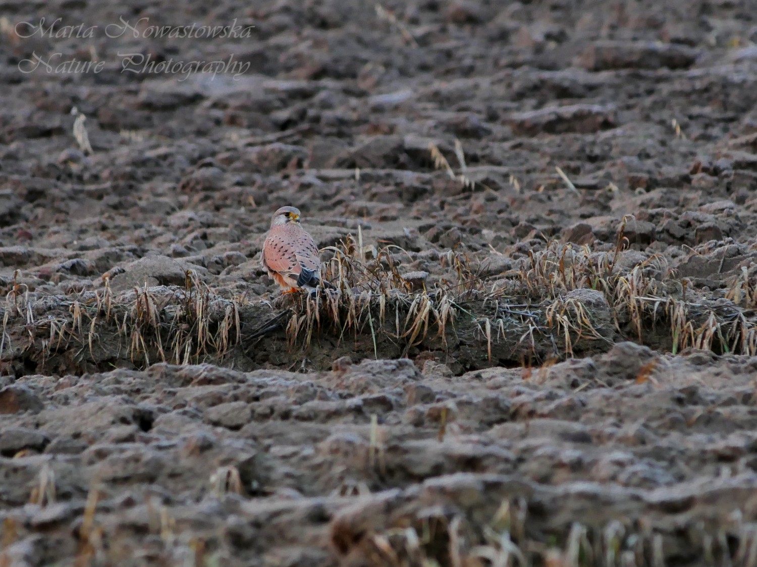livebirdspoland_51001a53dbd082540df5bcdf4afe4436.jpg