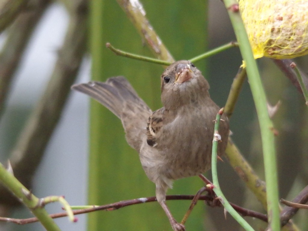 livebirdspoland_5834a786106fc70ab3ec80a65f92e6e8.jpg