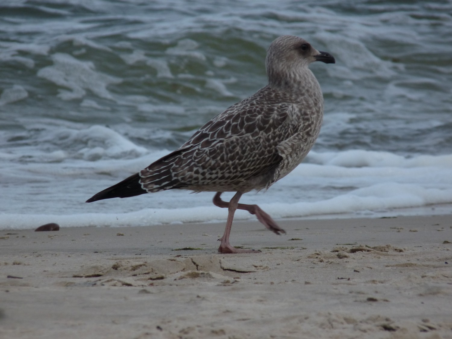 livebirdspoland_08adf24d1bdc3fc5b9d645515dab26dd.jpg