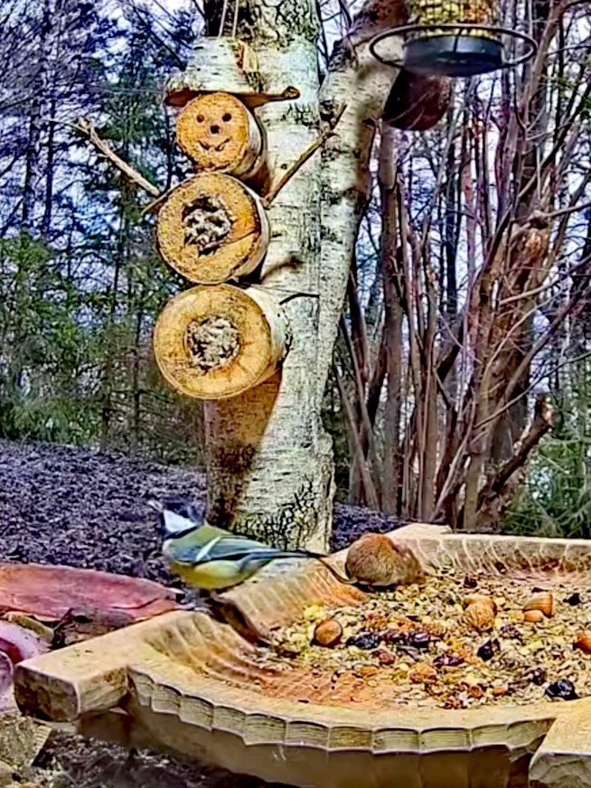 livebirdspoland_f66553dccc396c24e5b196cde4e4f91c.jpg
