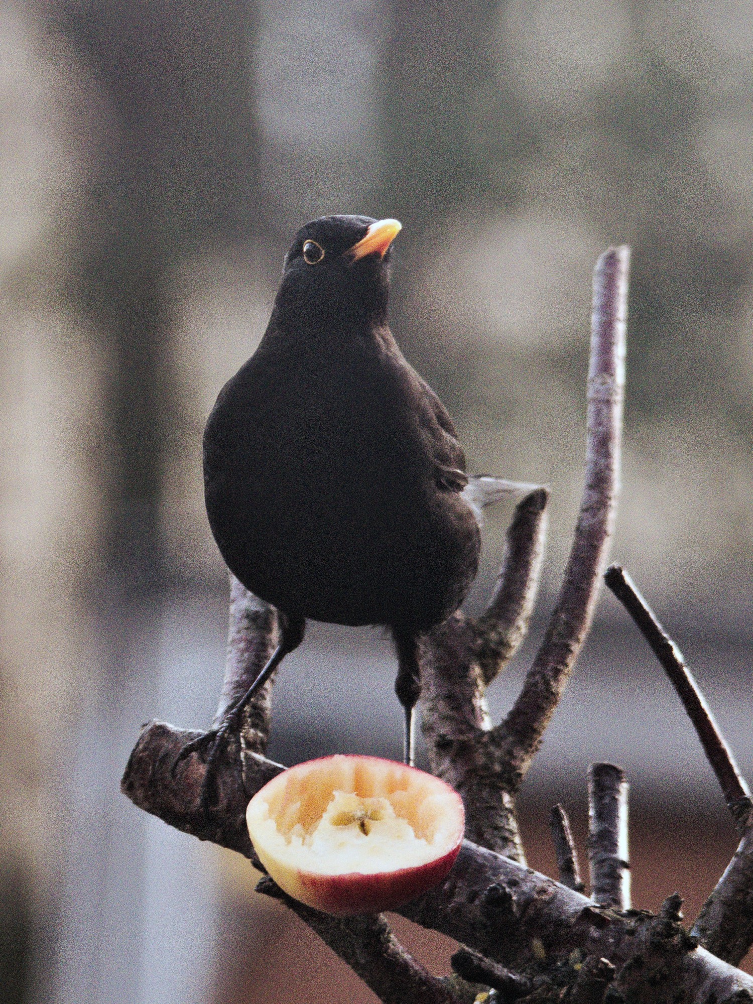 livebirdspoland_b31fc7680d4176812a1f7d0d98bf0ba4.jpg