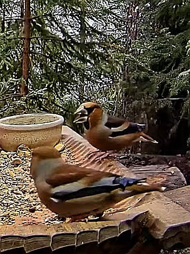 livebirdspoland_2e41b7a2726cd05f74fa646f92605972.jpg