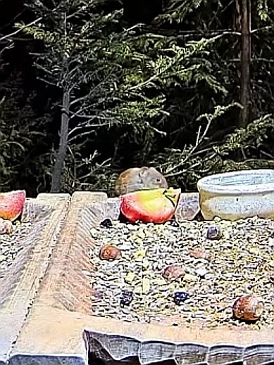 livebirdspoland_27446a1390a42d6b43859609a58babe2.jpg