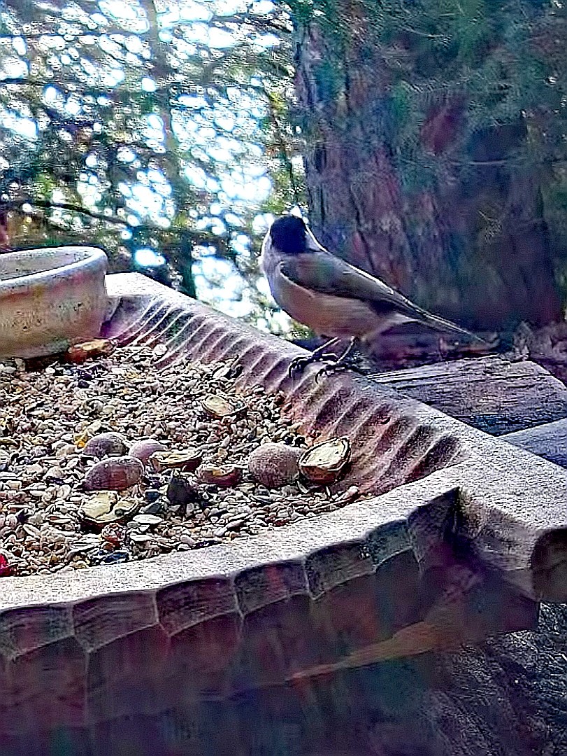 livebirdspoland_44ad35522856ff77cb3dcf56db0d3b95.jpg