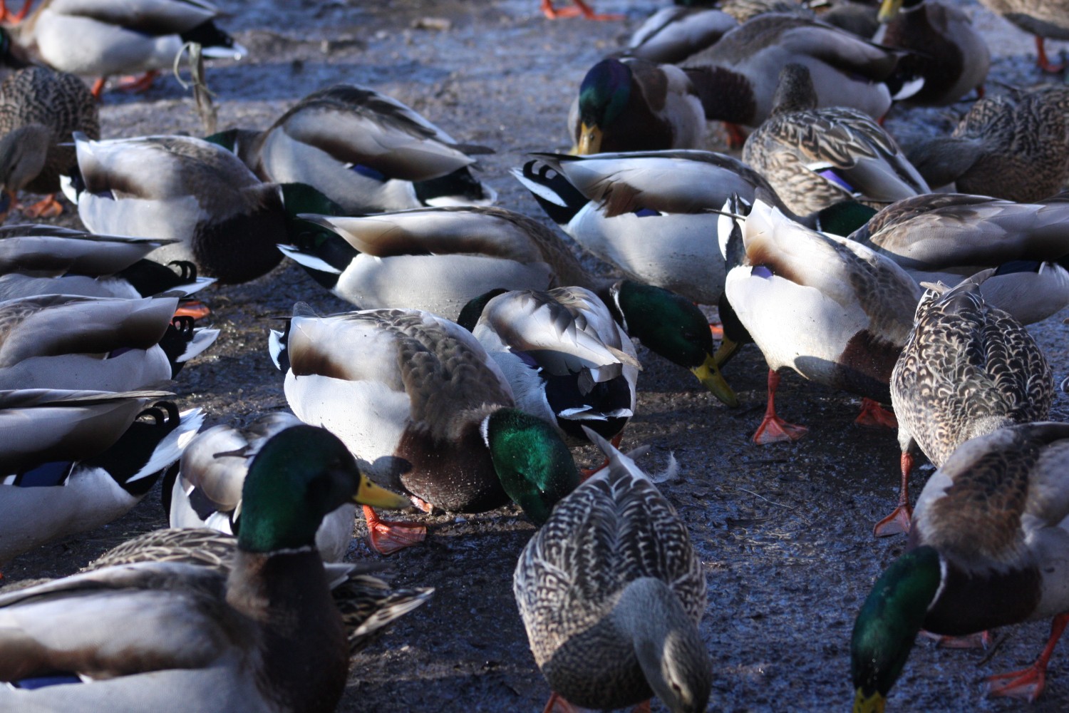 livebirdspoland_1e5f38e69a9e40e305a31608f4f62d1e.jpg