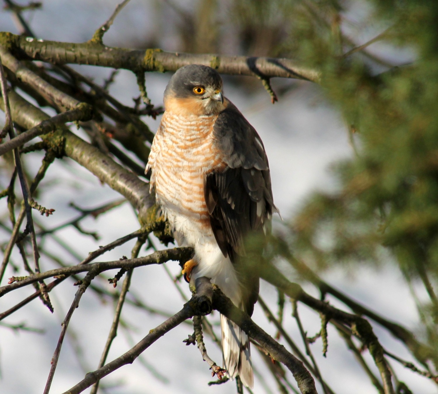 livebirdspoland_d5416c54f245262e5299296396a28221.jpg