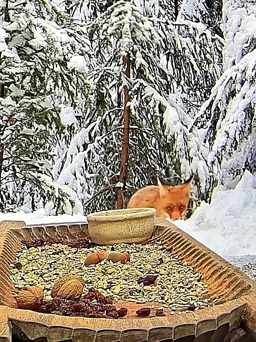 livebirdspoland_eb60a463fd14da32f9ebb14cb0376dcd.jpg