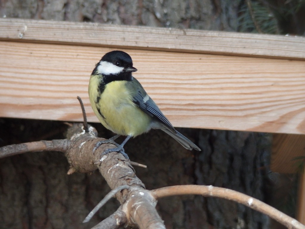 livebirdspoland_3ffe33657502268683e621f456130b6b.jpg