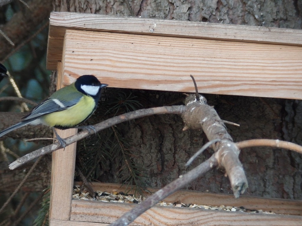 livebirdspoland_9de16edf7aef273eeb674122e0c6e9d3.jpg