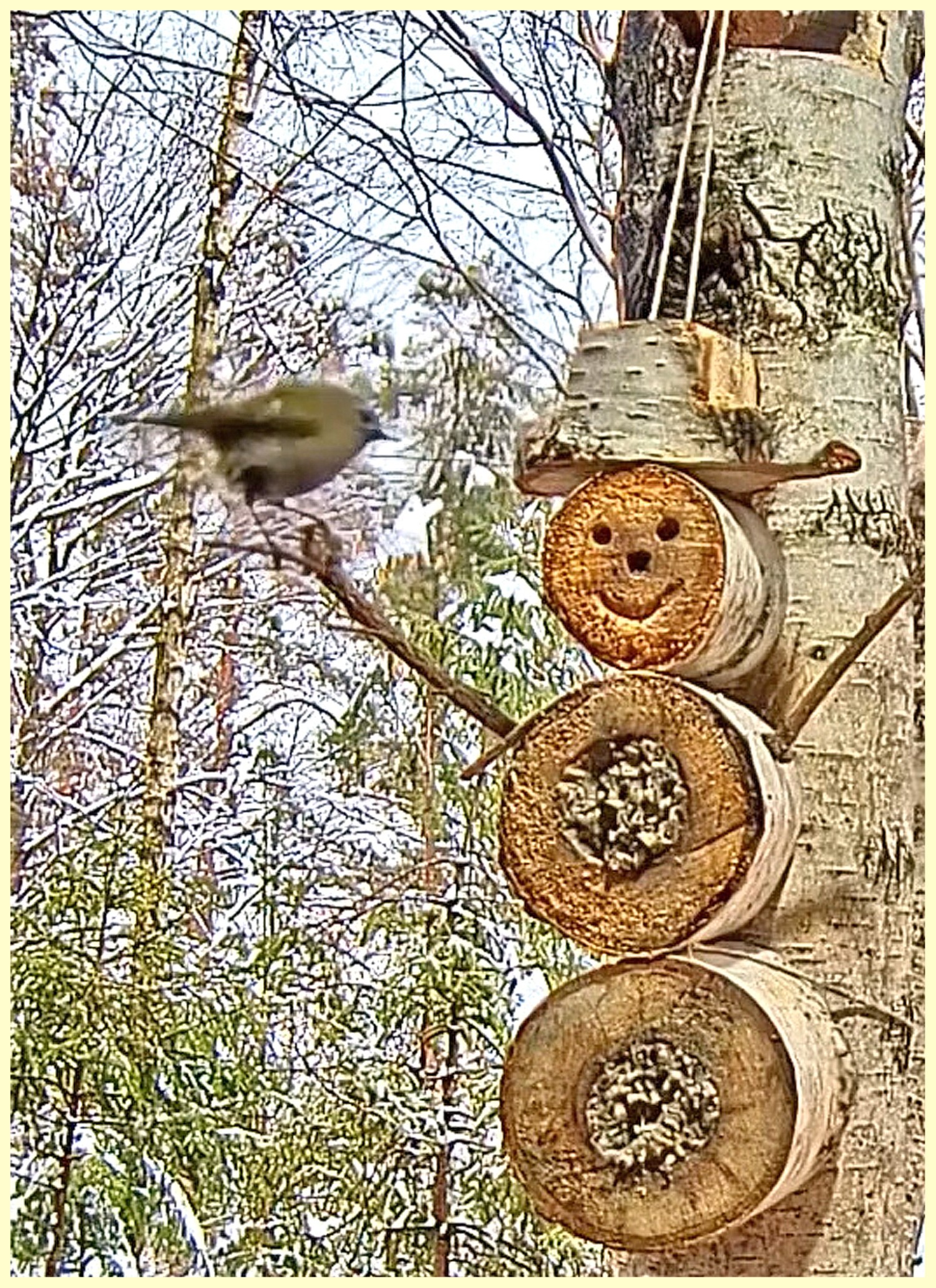 livebirdspoland_2e4282ab6446c86e998673cc5d865e66.jpg