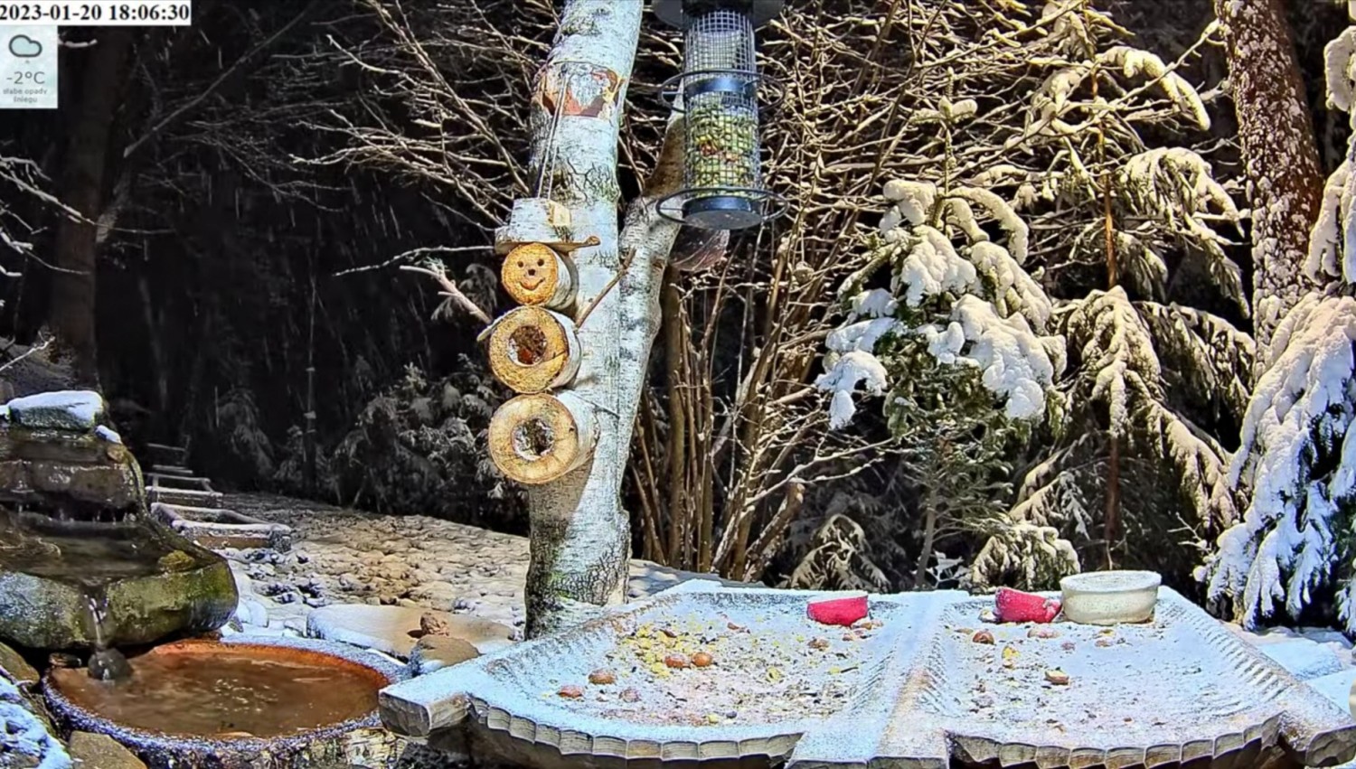 livebirdspoland_a8f1b1a13e04526e8b6624d7360d9df7.jpg