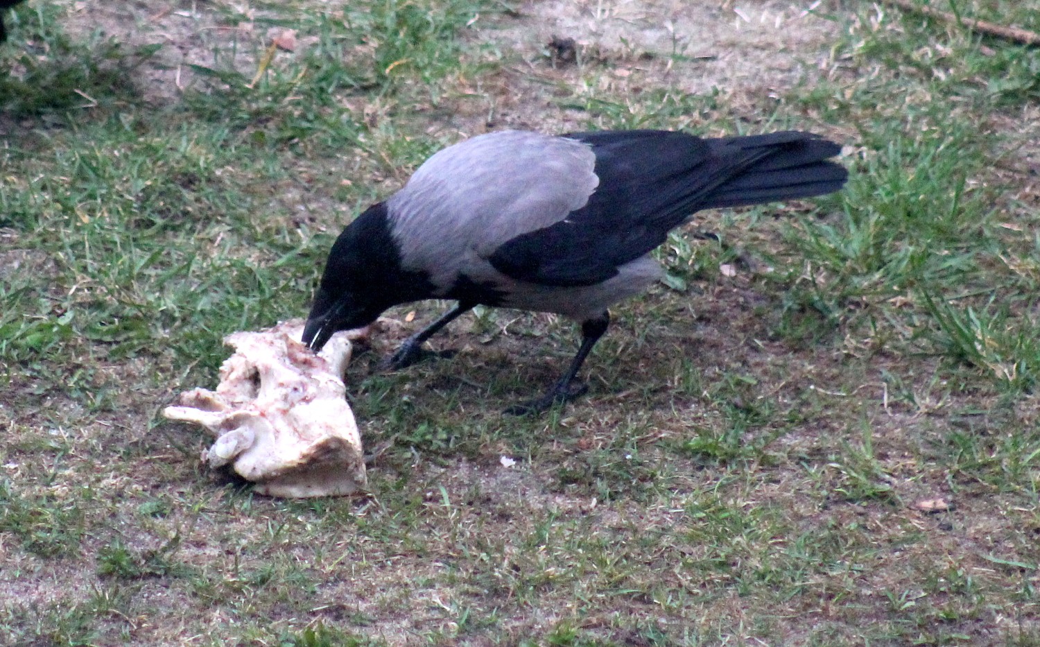 livebirdspoland_2effdc88e70572917788f9bef7c6ab0b.jpg