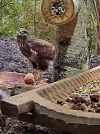livebirdspoland_0350e3e48d01f72df27406dca5b223da.jpg