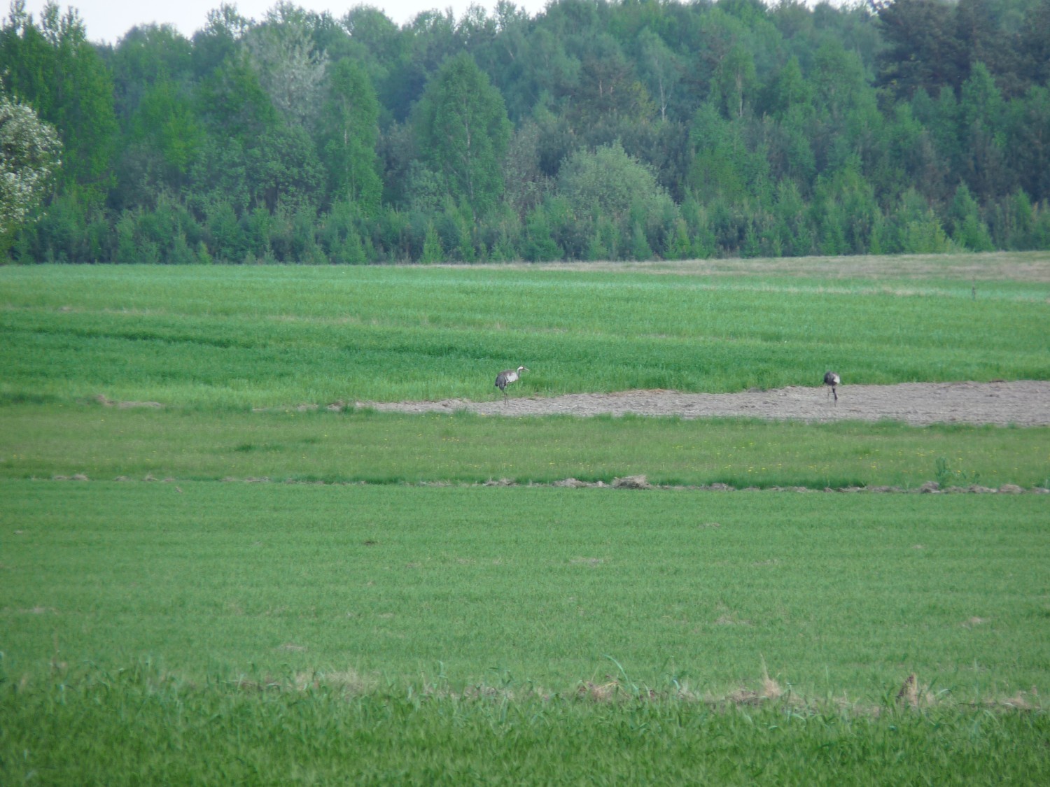 livebirdspoland_f3dbc5fd4c4bfac4a54137d233f04180.jpg