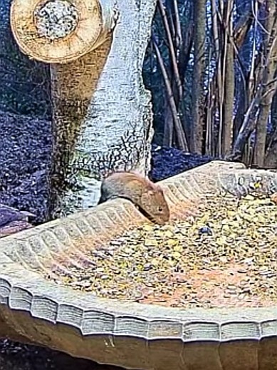 livebirdspoland_80e0ca5b36bffc69a53d9d4998efecd6.jpg