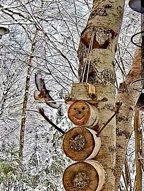 livebirdspoland_da1844219b34b4654b676192f4fb24de.jpg