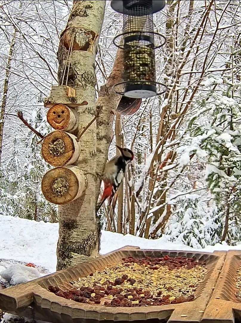 livebirdspoland_765a41ff0a3316aeeadf1dbbf6b3501d.jpg