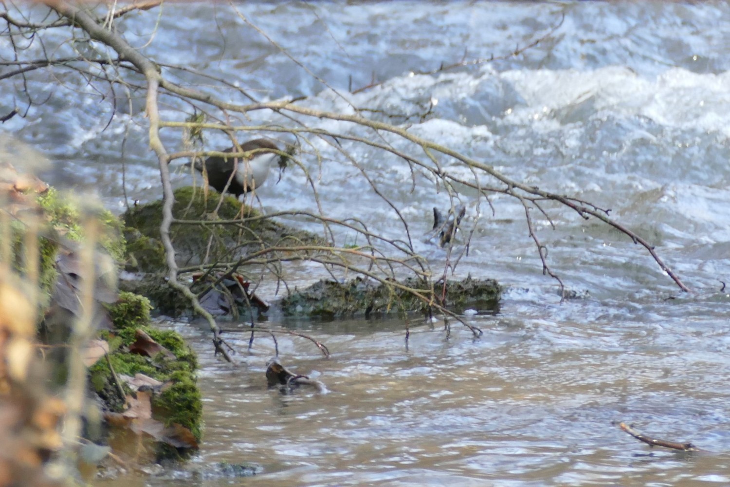 livebirdspoland_b4691249f622ff2c0f74e02763739319.jpg