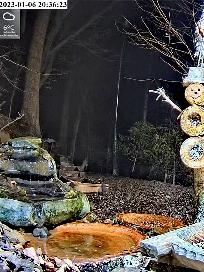 livebirdspoland_b5b8c4b02ed41b7b02e681947d687f54.jpg