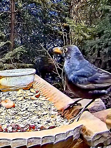 livebirdspoland_efaf576991d0fa79e49cda15a816c50d.jpg
