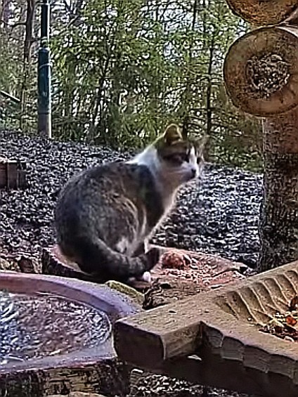livebirdspoland_481f6adec246e3d4c396ed0cfafd61d9.jpg