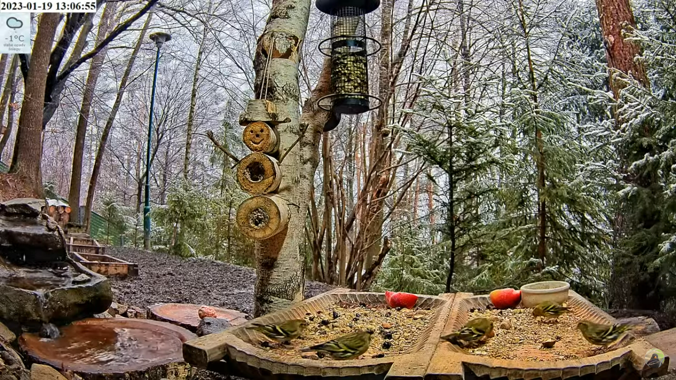 livebirdspoland_ce370547a369f3422872461288a17cf3.png