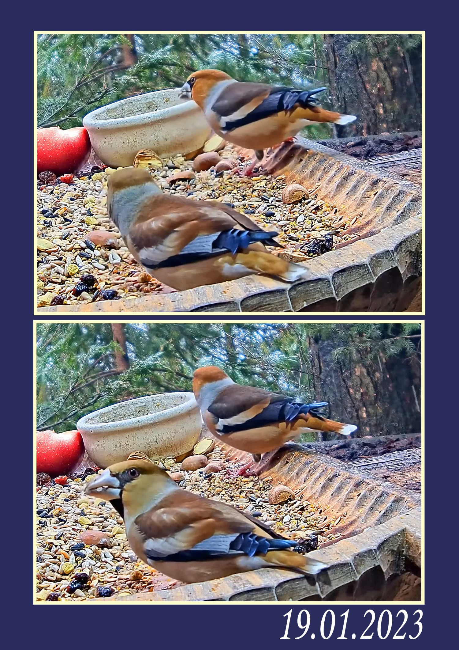 livebirdspoland_529aae605c5284d1bca504610ff7aa3c.jpg