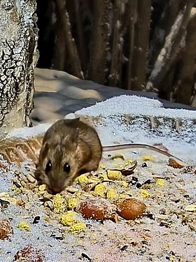 livebirdspoland_f474285876d0b298d0f3e5a0accf41a0.jpg