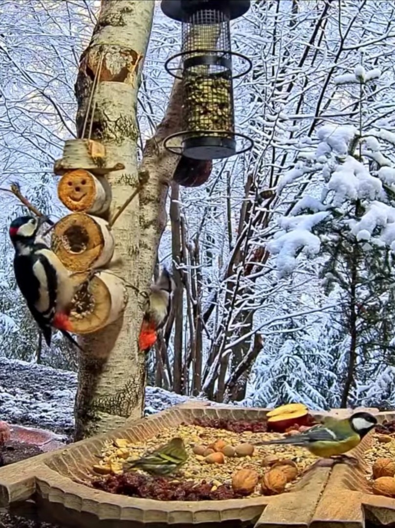 livebirdspoland_10aa48b1c2ea87754824cdbbadc80b4b.jpg
