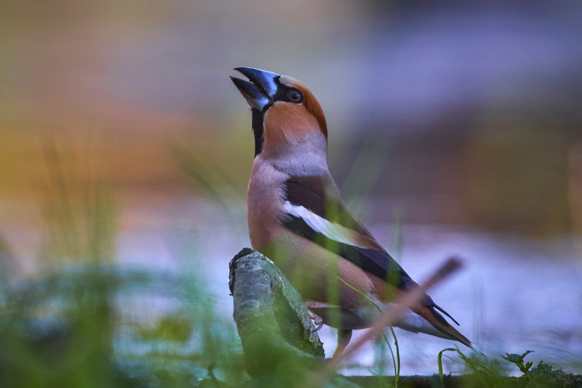 livebirdspoland_be8ad007329b4536149919b0688c07f9.png