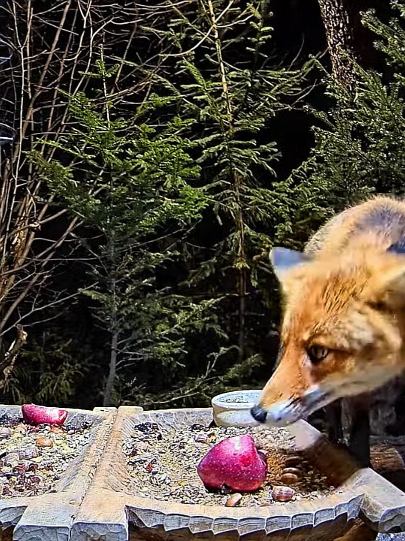 livebirdspoland_198c0b4e723702c1b906f4149277d8a8.jpg