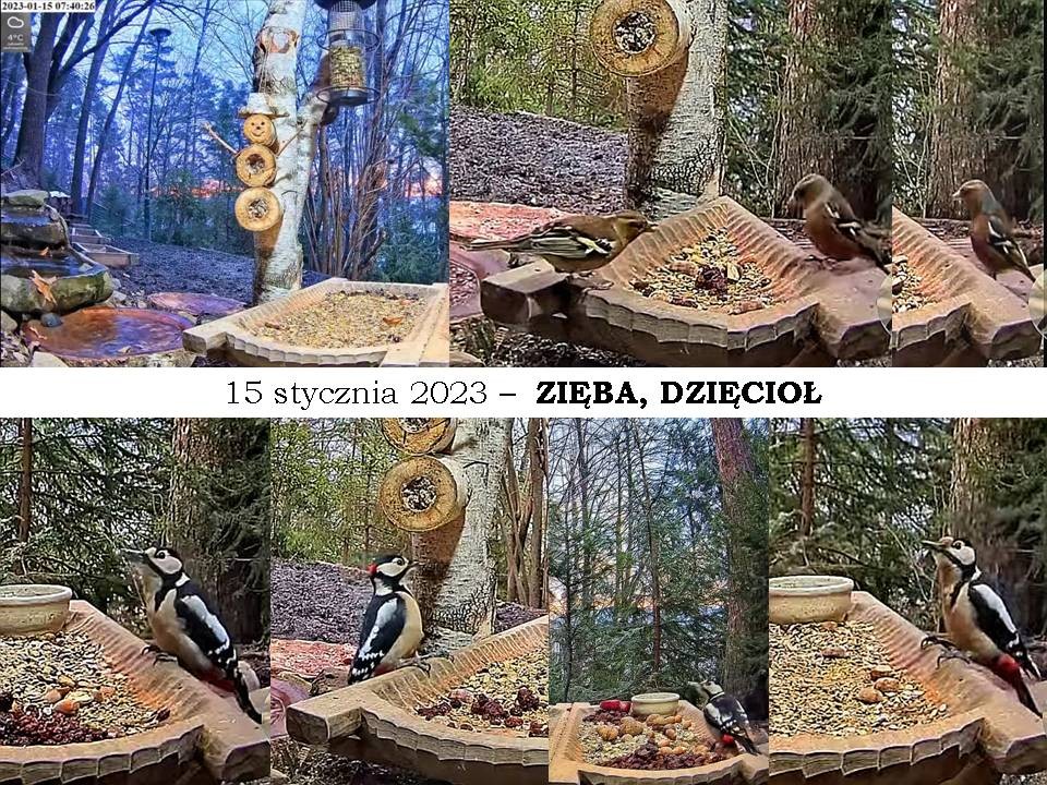 livebirdspoland_2b9ef560ca9818e7c81d1c797f046ae6.jpg