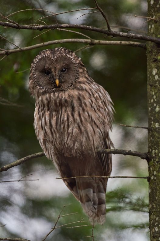 livebirdspoland_0f01db0386b7f3056c6576ef71f7b585.png