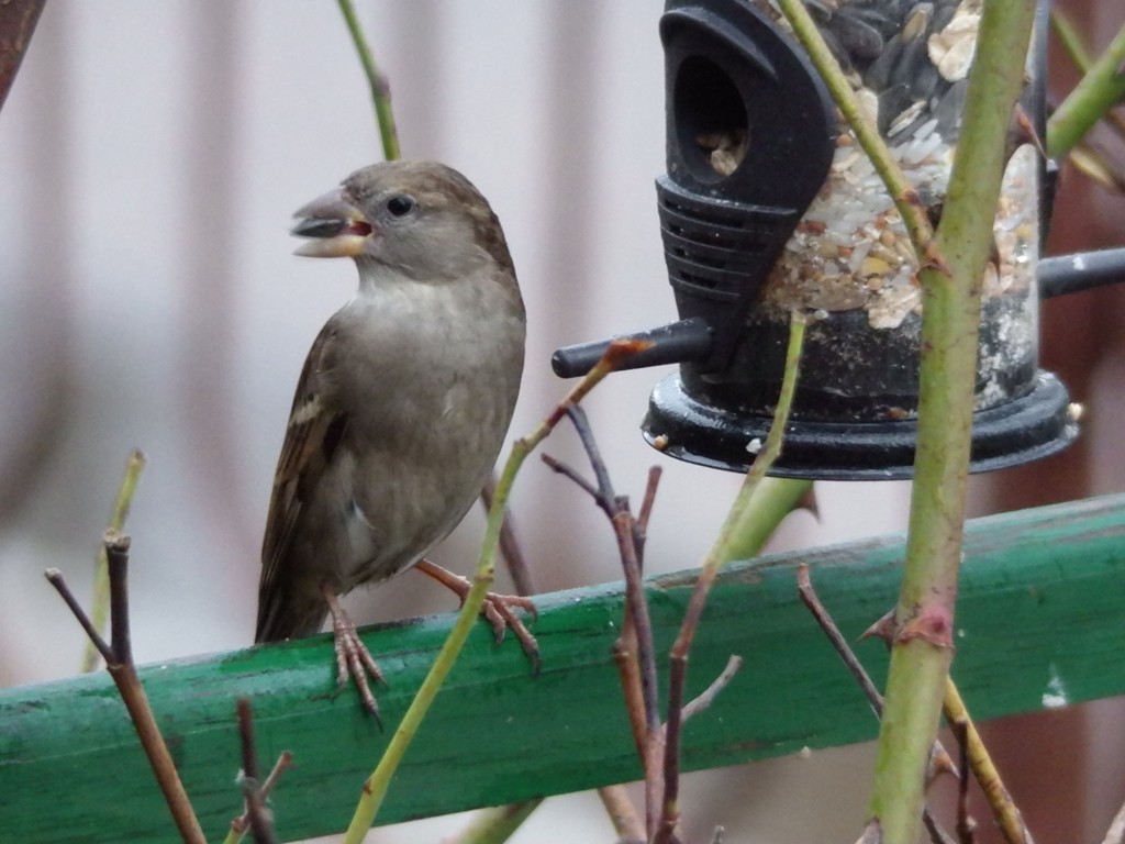 livebirdspoland_d0fd03c166b362f3ff6060f16eb4e641.jpg