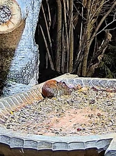 livebirdspoland_10b18218e269a6b45c28c4ff0b59d0a8.jpg