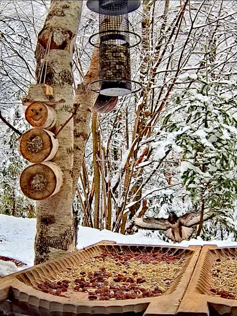 livebirdspoland_3335ddc4401392e405d3991b93618095.jpg