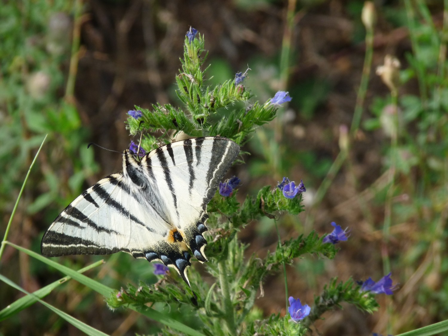 livebirdspoland_4b76695b2c0659f56f434f57f01df1e3.jpg