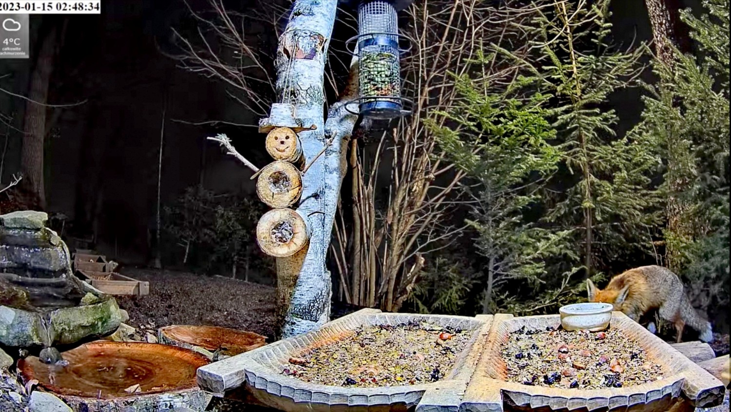 livebirdspoland_a018e777e2821aa12f0eafdaafaa77cd.jpg