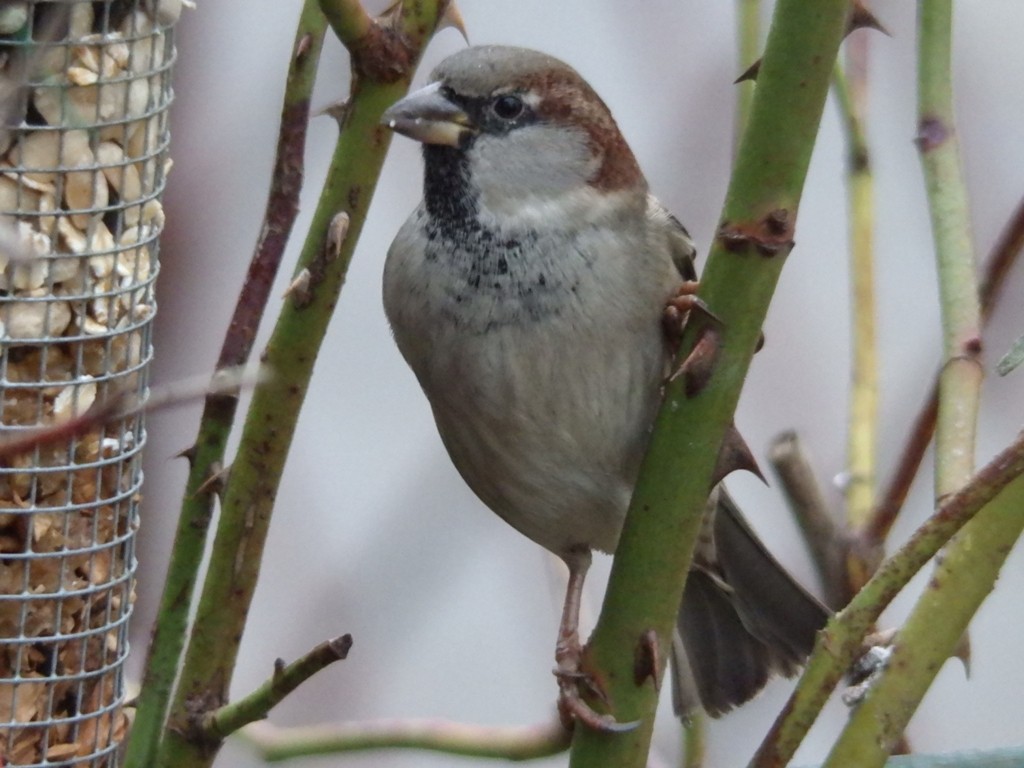livebirdspoland_26c27ef1106fd379d7eaa65311f4ffcd.jpg
