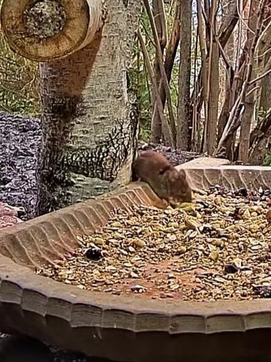 livebirdspoland_ab81d23b6ed09dbe6a9f55ee636fe8db.jpg
