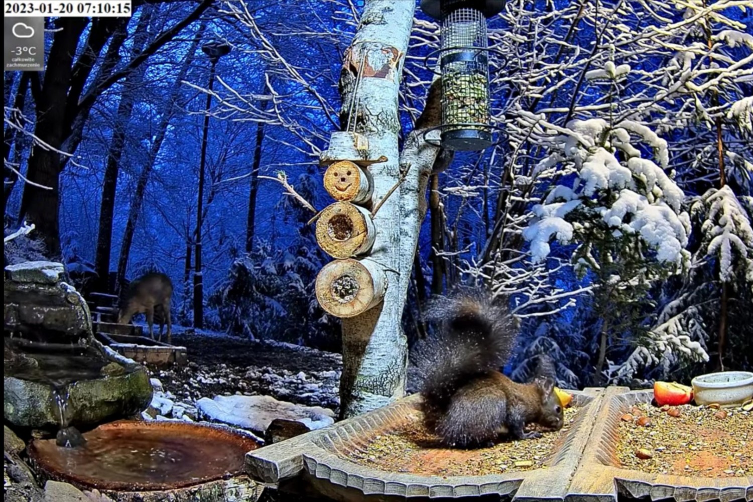 livebirdspoland_9202ba3bae71977c658d22f32ca0330a.jpg