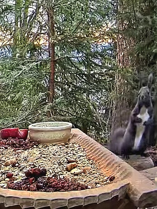 livebirdspoland_7745f9988fa2e4be8c5b671adc1a763a.jpg