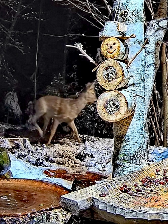 livebirdspoland_7214fdb029463d913ab99f5f804643dd.jpg