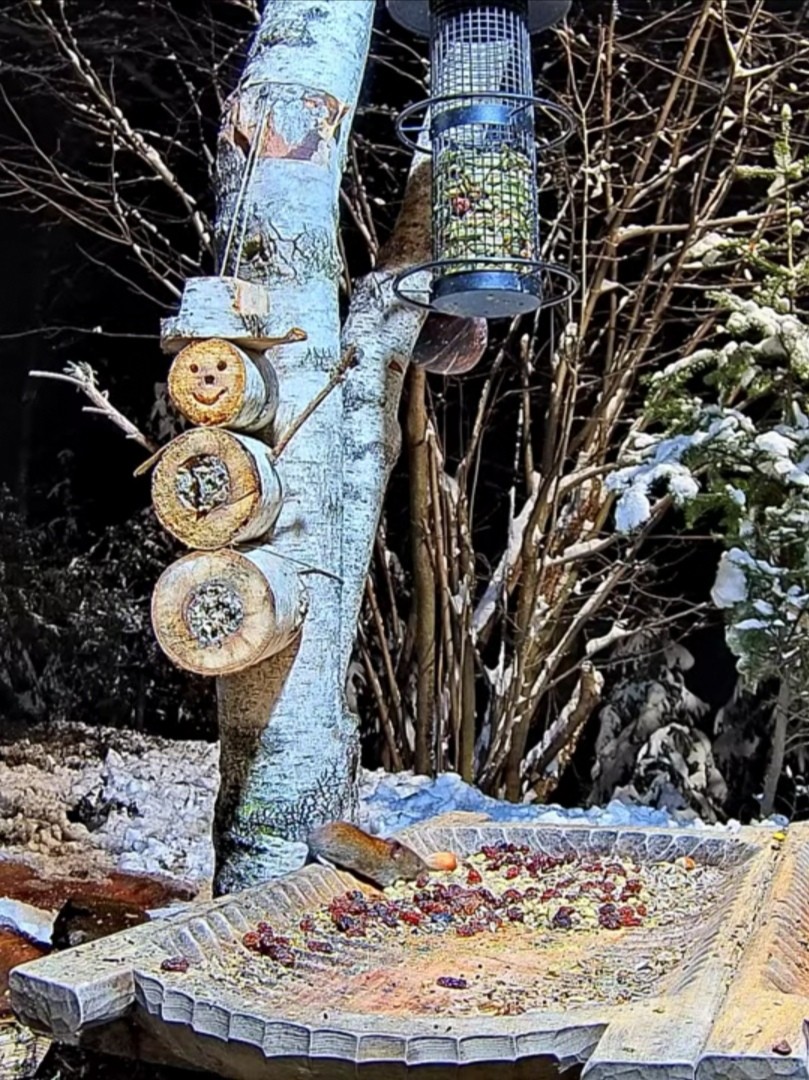 livebirdspoland_0caf4a9b4276357b4d693dbc9f0118fd.jpg