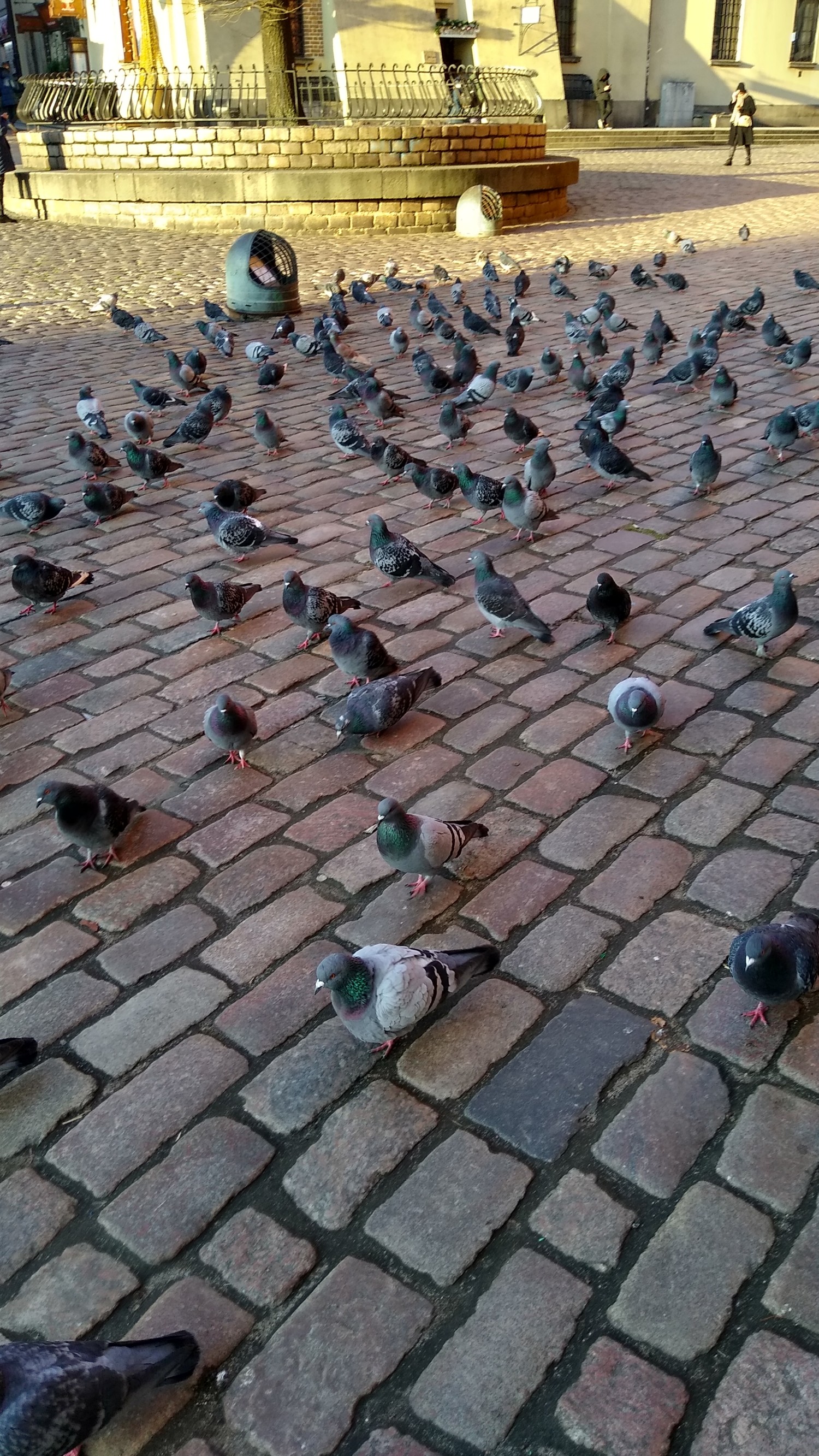 livebirdspoland_8cc16855aaa05f2a950e802116922f8b.jpg