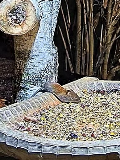 livebirdspoland_7c5a3115190892ecb40a7d35bcbf415b.jpg