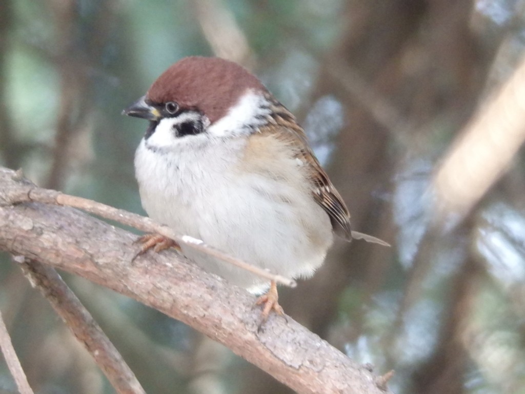 livebirdspoland_ed1d5a408695bdf910cfd945299a2534.jpg