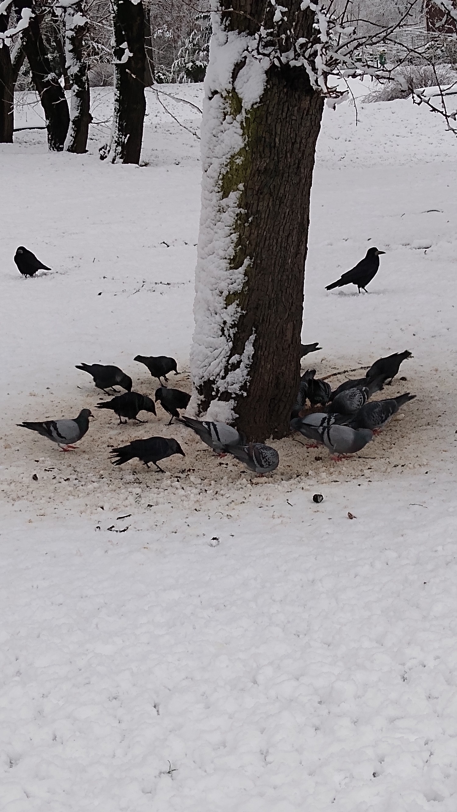 livebirdspoland_a83816b4358b7eaf9d776dd3c5fe27eb.jpg